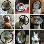 Postoperative Pet Grooming Cover Cat Accessories for Cats Wound Healing Cone Dog Collar Gato Kedi Protector Mascotas Supplies - Image 2
